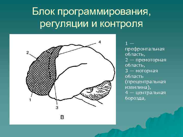 Блок программирования, регуляции и контроля 1— префронтальная область, 2 — премоторная область, 3 —