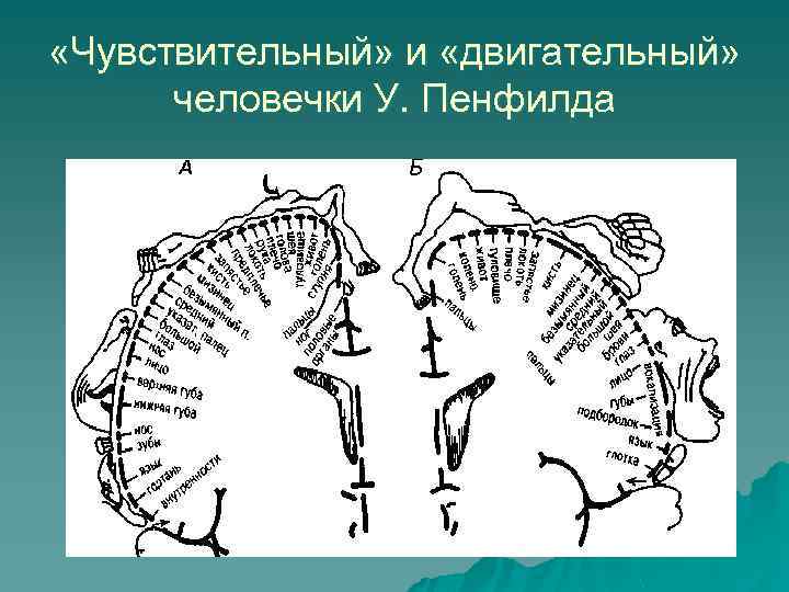 Человечек пенфилда картинка