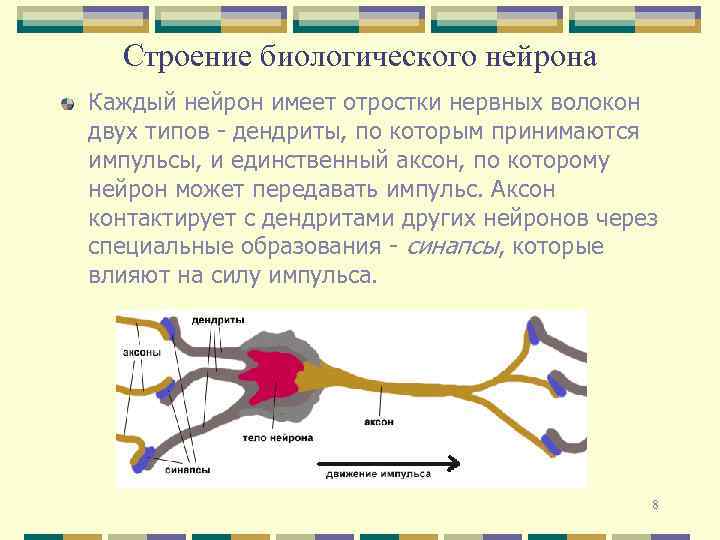 Длинные нервные отростки называются