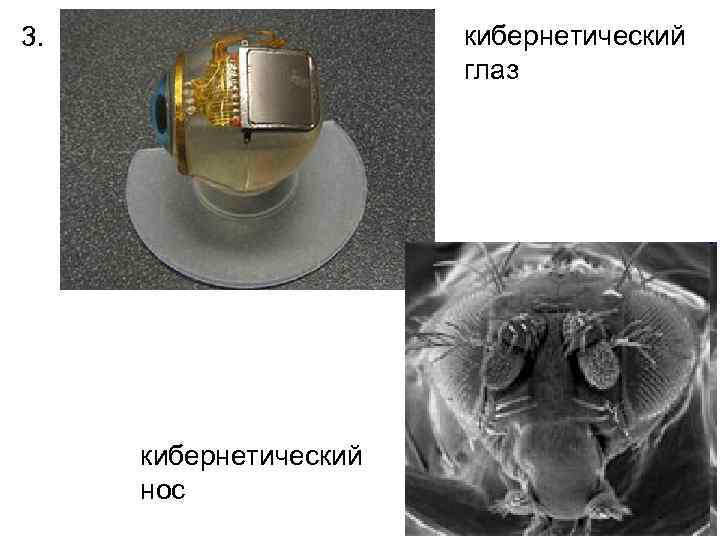 кибернетический глаз 3. кибернетический нос 