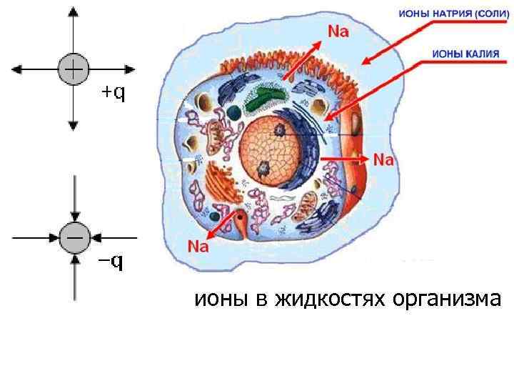 ионы в жидкостях организма 