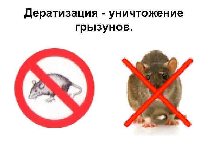 Дератизация - уничтожение грызунов. 
