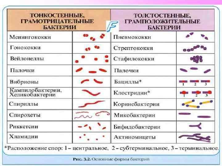 Заболевания ВБИ обычно вызваны внутригоспитальными штаммами условнопатогенных грамположительных и грамотрицательных бактерий, отличающихся по своей