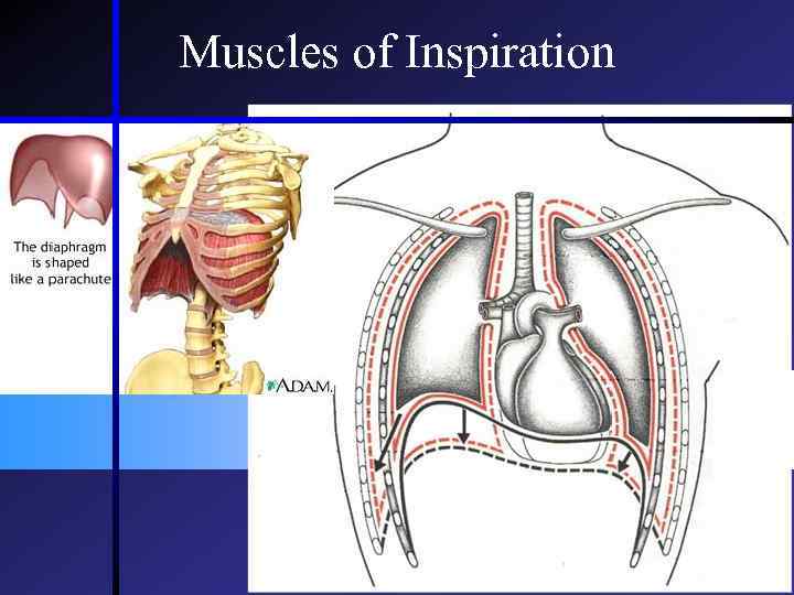 Muscles of Inspiration 