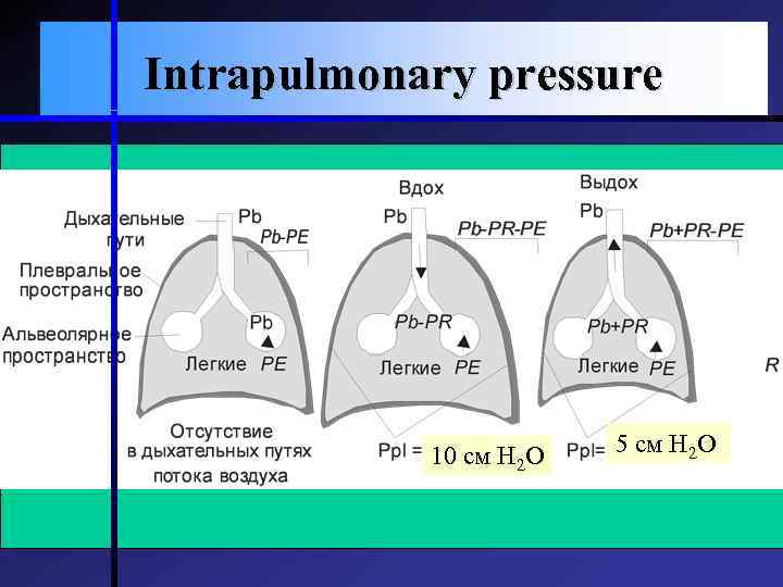 Intrapulmonary pressure 10 см Н 2 О 5 см Н 2 О 