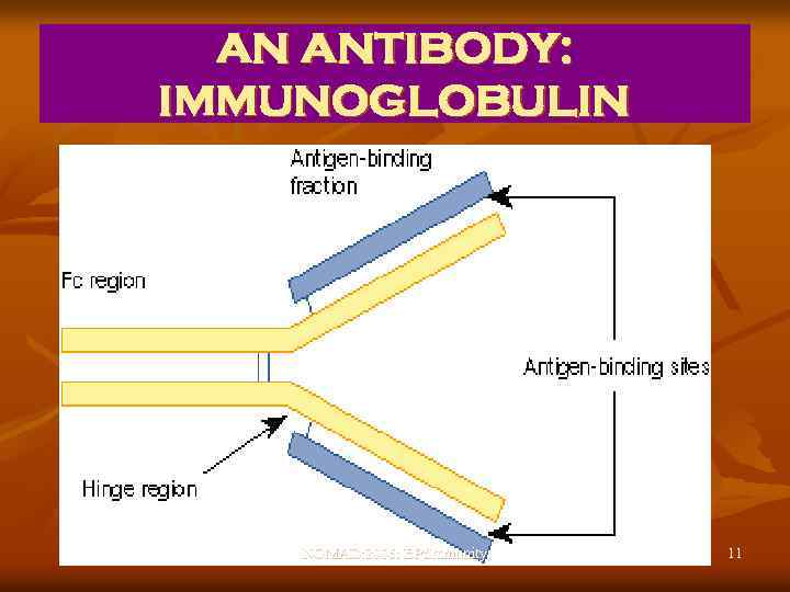 AN ANTIBODY: IMMUNOGLOBULIN NOMAD: 2006: BP: Immunity 11 