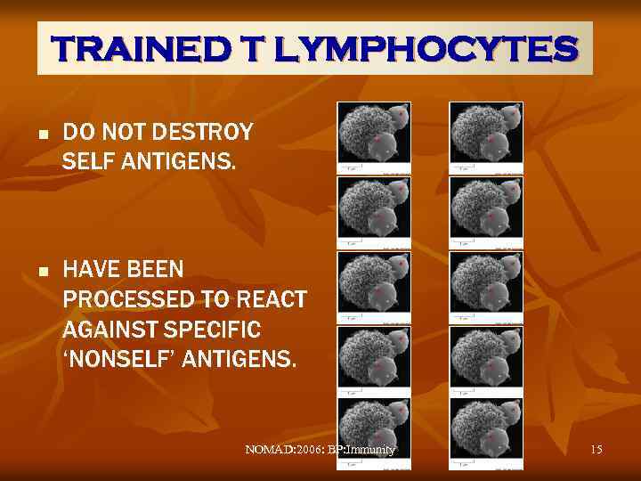 TRAINED T LYMPHOCYTES n n DO NOT DESTROY SELF ANTIGENS. HAVE BEEN PROCESSED TO