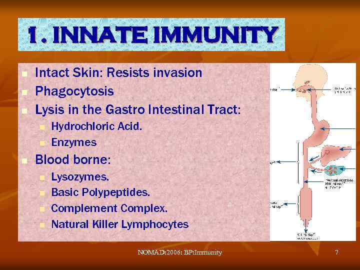 1. INNATE IMMUNITY n n n Intact Skin: Resists invasion Phagocytosis Lysis in the