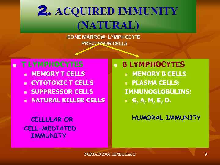 2. ACQUIRED IMMUNITY (NATURAL) BONE MARROW: LYMPHOCYTE PRECURSOR CELLS n T LYMPHOCYTES n n