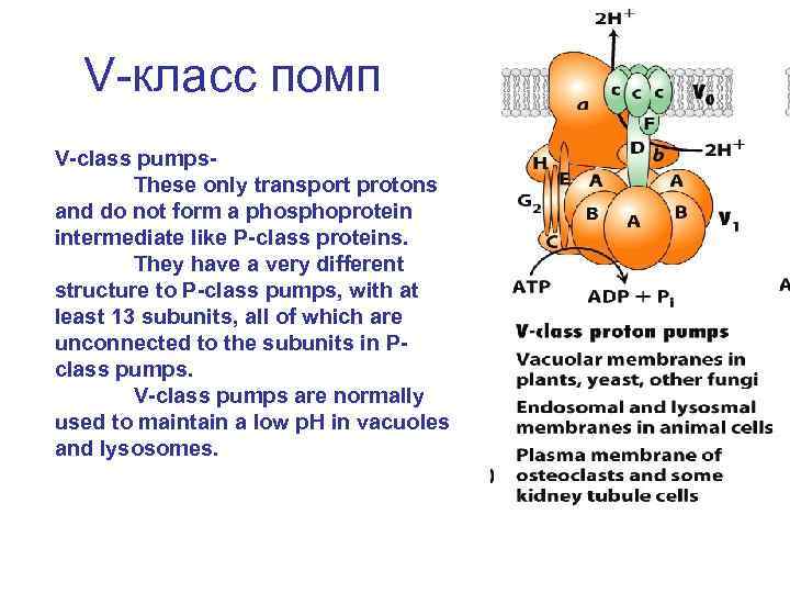V-класс помп V-class pumps. These only transport protons and do not form a phosphoprotein