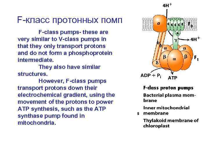 F-класс протонных помп F-class pumps- these are very similar to V-class pumps in that