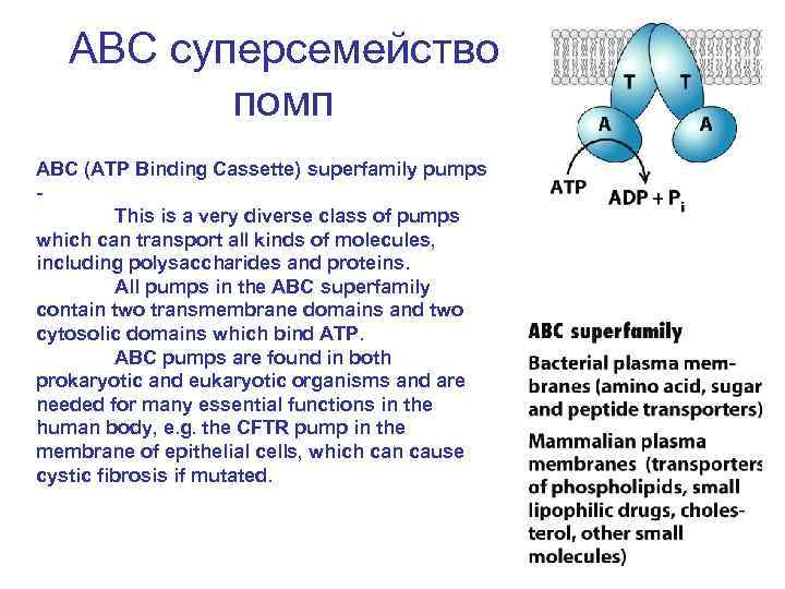 ABC суперсемейство помп ABC (ATP Binding Cassette) superfamily pumps This is a very diverse