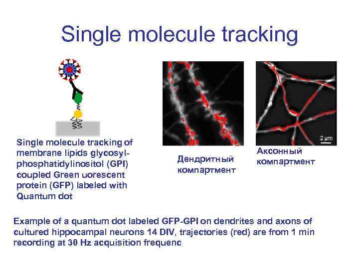 Single molecule tracking of membrane lipids glycosylphosphatidylinositol (GPI) coupled Green uorescent protein (GFP) labeled