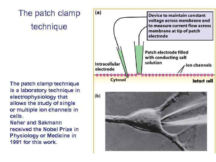 The patch clamp technique is a laboratory technique in electrophysiology that allows the study