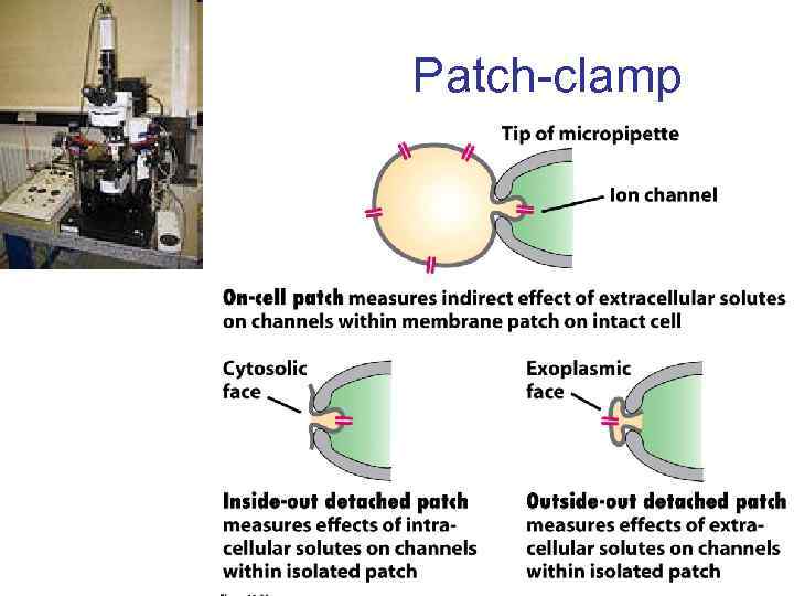 Patch-clamp 