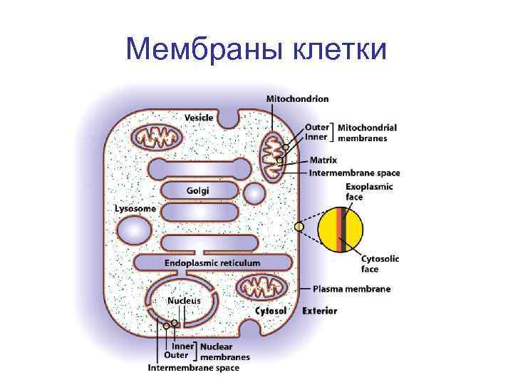 Мембраны клетки 