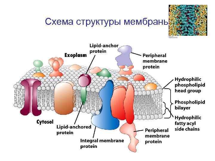 Схема структуры мембраны 