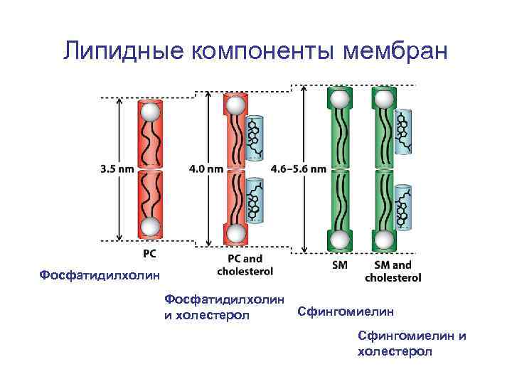 Липидные компоненты мембран Фосфатидилхолин Сфингомиелин и холестерол 
