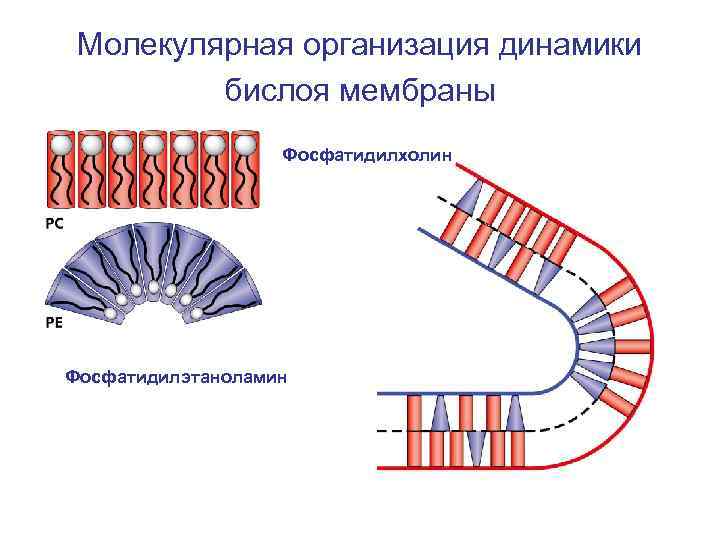 Молекулярная организация динамики бислоя мембраны Фосфатидилхолин Фосфатидилэтаноламин 