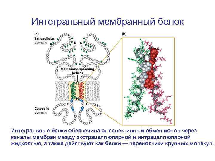 Интегральный мембранный белок Интегральные белки обеспечивают селективный обмен ионов через каналы мембран между экстрацеллюлярной