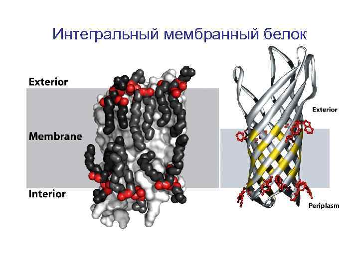 Интегральный мембранный белок 