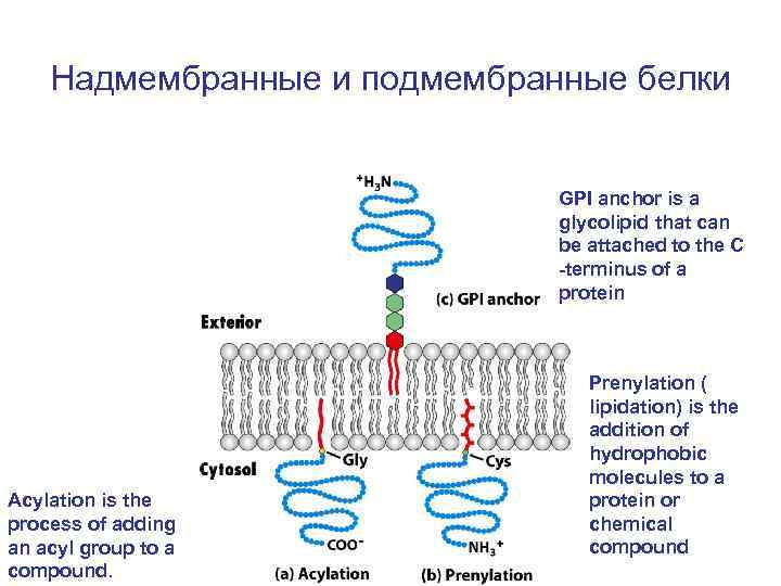 Надмембранные и подмембранные белки GPI anchor is a glycolipid that can be attached to