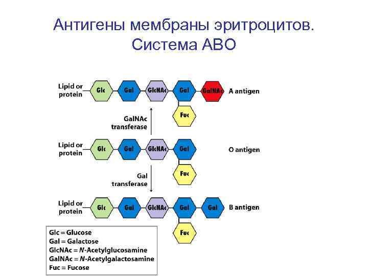 Антигены первой группы. Строение антигена эритроцита. Антигены групп крови строение. Антигенная функция эритроцитов. Мембрана эритроцитов с антигенами.