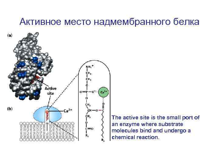 Активное место надмембранного белка The active site is the small port of an enzyme