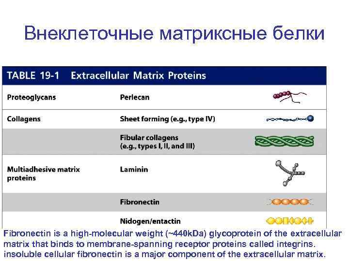 Внеклеточные матриксные белки Fibronectin is a high-molecular weight (~440 k. Da) glycoprotein of the