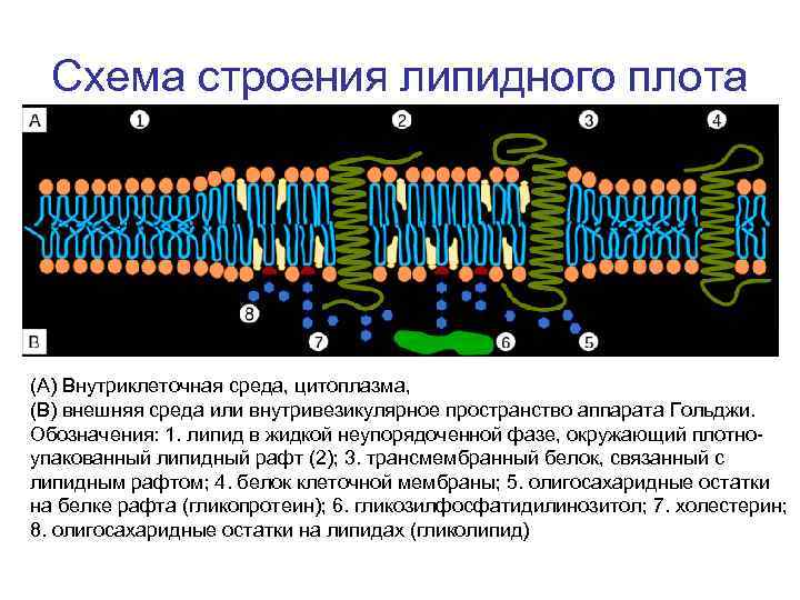 Схема строения липидного плота (А) Внутриклеточная среда, цитоплазма, (B) внешняя среда или внутривезикулярное пространство