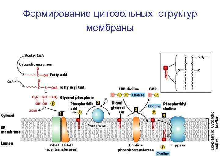 Формирование цитозольных структур мембраны 