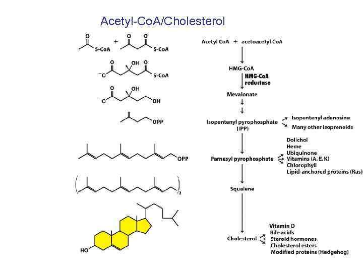 Acetyl-Co. A/Cholesterol 