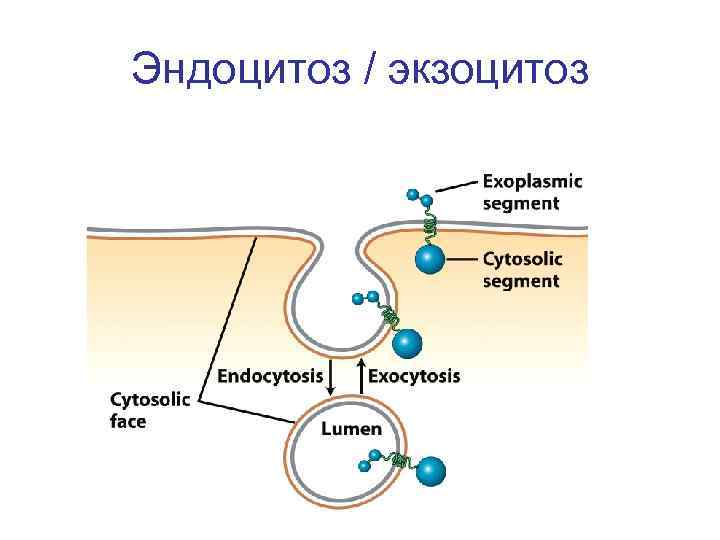 Эндоцитоз / экзоцитоз 