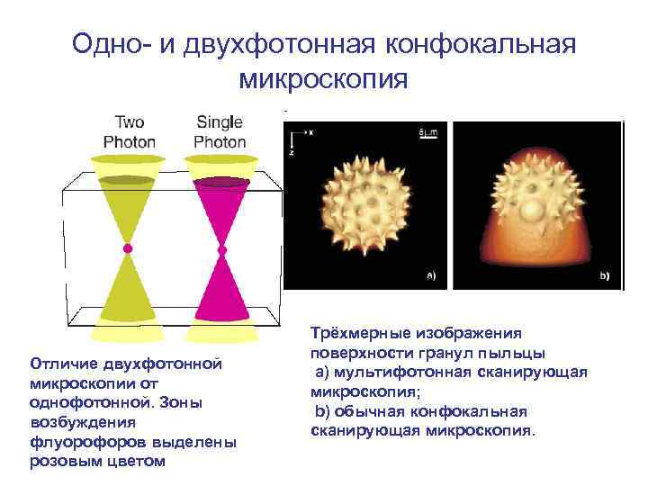 Одно- и двухфотонная конфокальная микроскопия Отличие двухфотонной микроскопии от однофотонной. Зоны возбуждения флуорофоров выделены