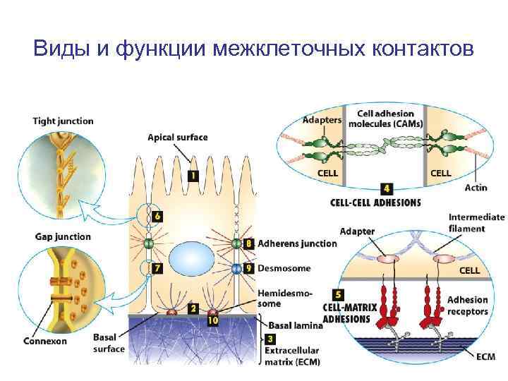 Виды и функции межклеточных контактов 