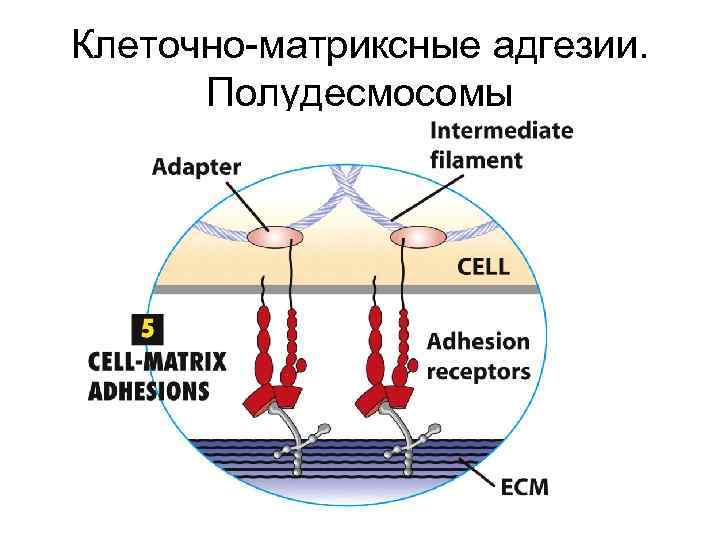 Клеточно-матриксные адгезии. Полудесмосомы 