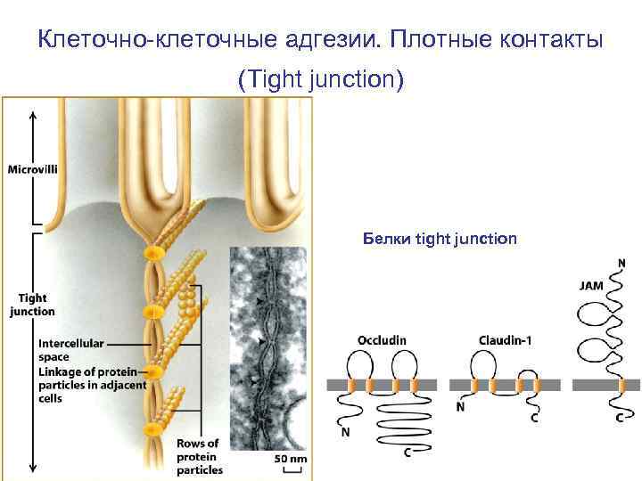 Клеточно-клеточные адгезии. Плотные контакты (Tight junction) Белки tight junction 