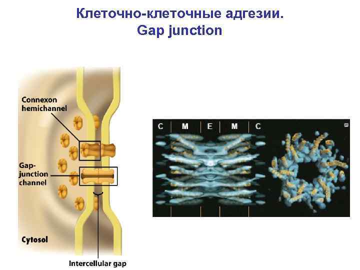 Клеточно-клеточные адгезии. Gap junction 