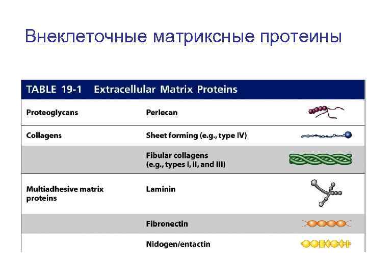 Внеклеточные матриксные протеины 