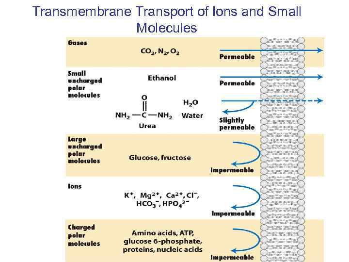 Transmembrane Transport of Ions and Small Molecules 
