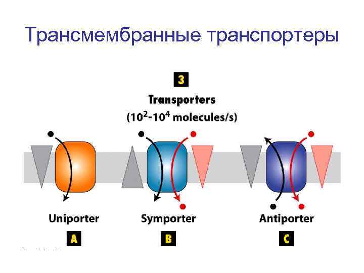 Трансмембранные транспортеры 