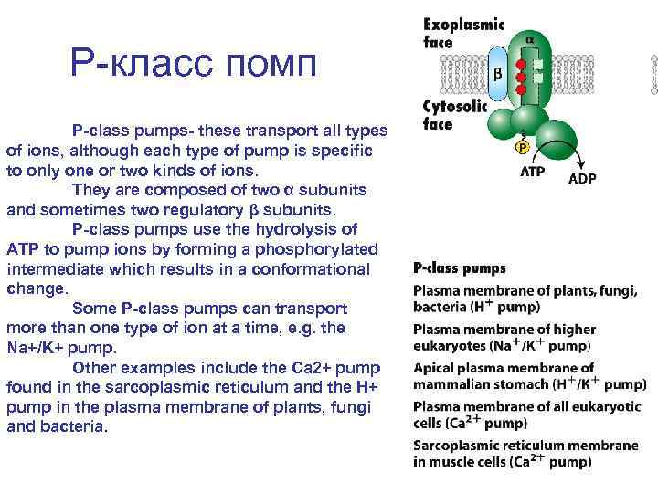 Р-класс помп P-class pumps- these transport all types of ions, although each type of