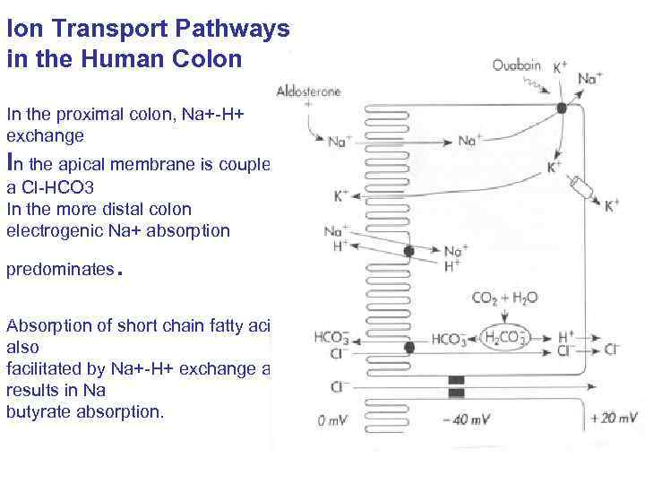 Ion Transport Pathways in the Human Colon In the proximal colon, Na+-H+ exchange In