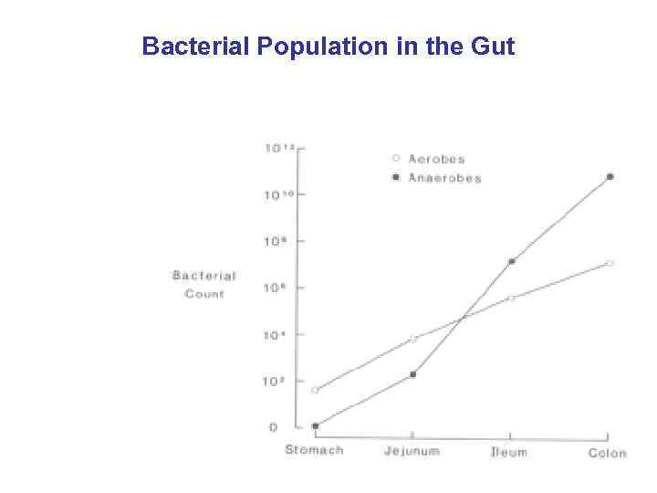Bacterial Population in the Gut 