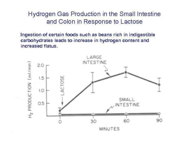 Hydrogen Gas Production in the Small Intestine and Colon in Response to Lactose Ingestion