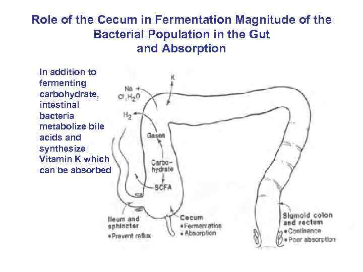 Role of the Cecum in Fermentation Magnitude of the Bacterial Population in the Gut