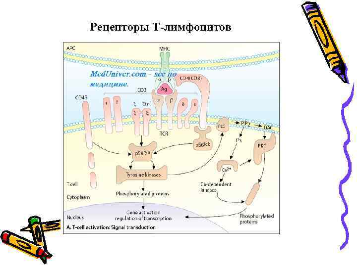 Рецепторы Т-лимфоцитов 