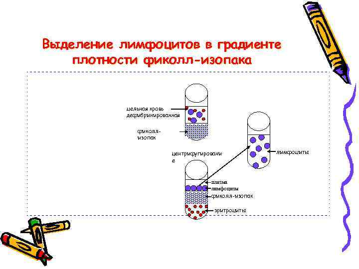 Градиент плотности. Фиколл выделение лимфоцитов. Выделение мононуклеаров на градиенте фиколла. Центрифугирование в градиенте плотности. Выделение клеток на градиенте плотности.