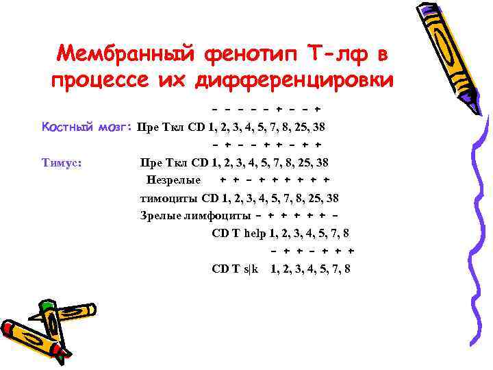 Мембранный фенотип Т-лф в процессе их дифференцировки - - - + Костный мозг: Пре