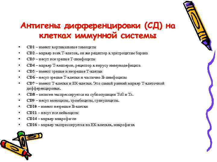 Антигены дифференцировки (СД) на клетках иммунной системы • • • • CD 1 –